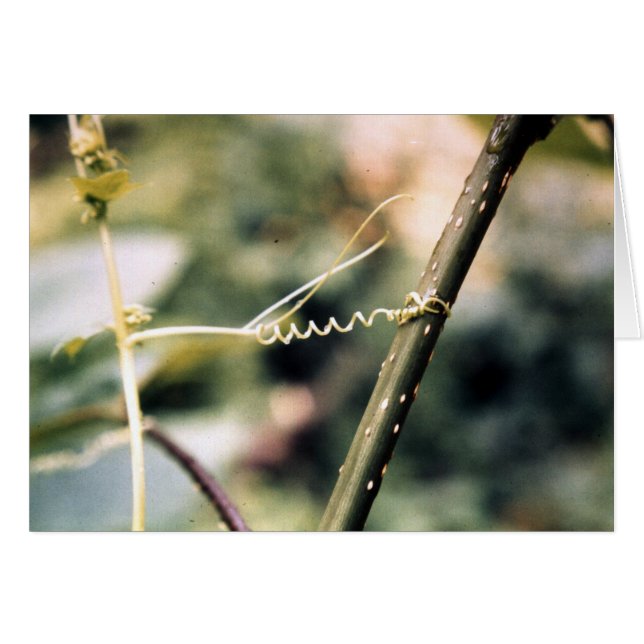 Heraus erreichen…. (Vorderseite (Horizontal))