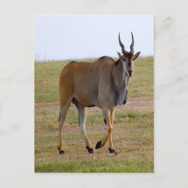 HERAUS FÜR EINEN STROLL POSTKARTE (Vorderseite)