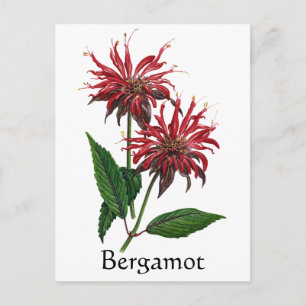 Herb Garden Series - Bergamot Postkarte