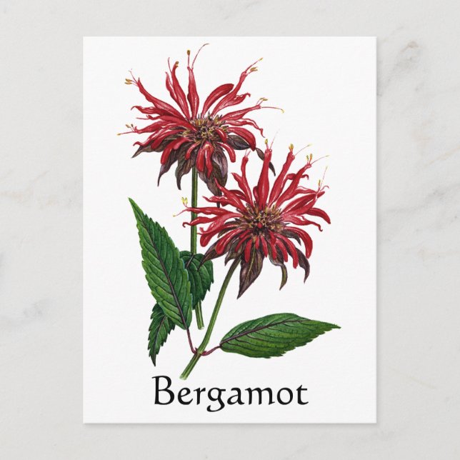 Herb Garden Series - Bergamot Postkarte (Vorderseite)