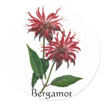 Herb Garden Series - Bergamot