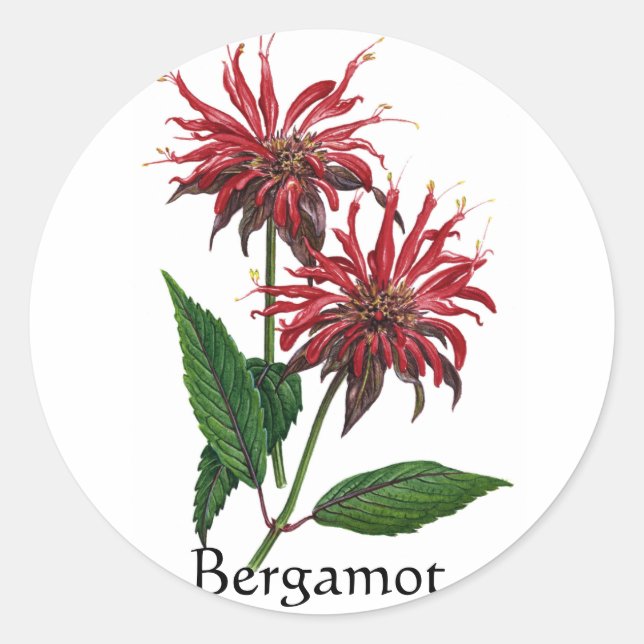 Herb Garden Series - Bergamot Runder Aufkleber (Vorderseite)