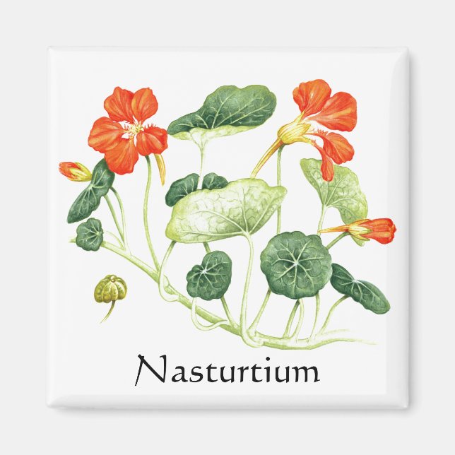 Herb Garden Series - Nasturtium Magnet (Vorne)