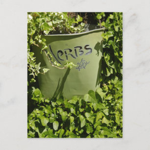Herb Pot & Ivy Postkarte