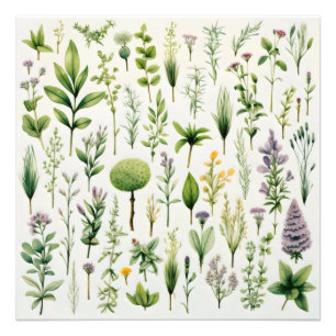 Herbarium-Pflanze Fotodruck