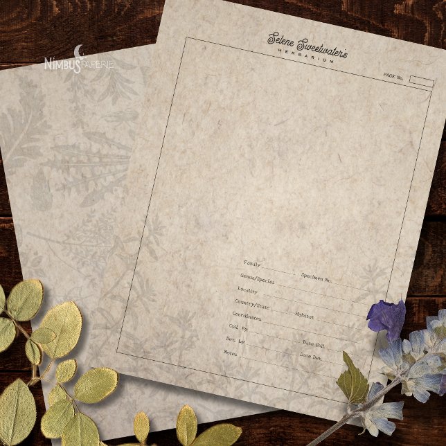 Herbariumpflanzenspecimenblatt altes Papier Briefbogen (Von Creator hochgeladen)