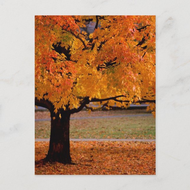 Herbst (1) postkarte (Vorderseite)