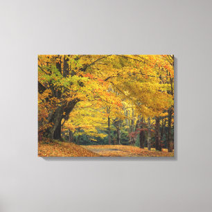 Herbst-Ahornbaum überragt Landstraße, Leinwanddruck