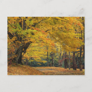 Herbst-Ahornbaum überragt Landstraße, Postkarte