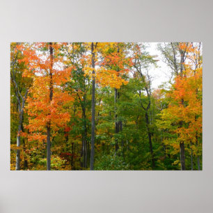 Herbst-Ahornbäume Herbstfotografie Poster