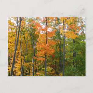 Herbst-Ahornbäume Herbstfotografie Postkarte