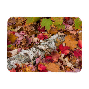 Herbst-Ahornblätter bedecken Birkenrinde im Wald Magnet