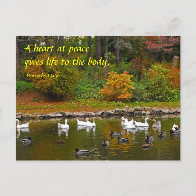 Herbst am Duckteich Postkarte (Vorderseite)