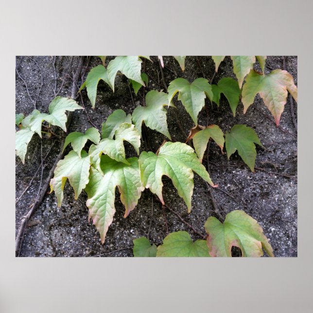Herbst an der Wand Poster (Vorne)