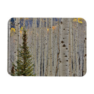 Herbst Aspen Haine Colorado Rocky Mountains Magnet