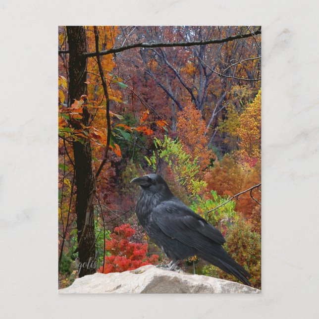 Herbst Bäume mit Crow saisonale Postkarte (Vorderseite)