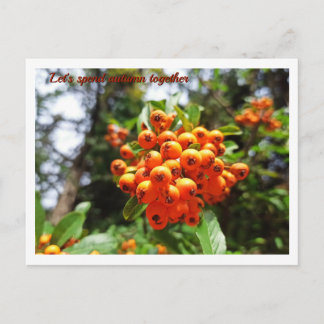 Herbst-Beeren-Sonniger Wald  Postkarte