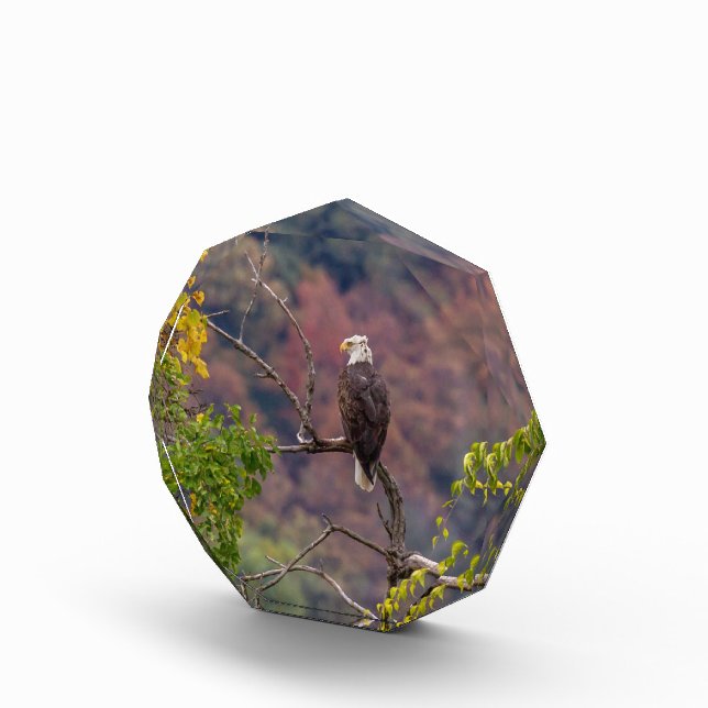 Herbst beobachten fotoblock (Rechts)