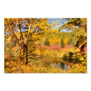 Herbst-Birke Fotodruck