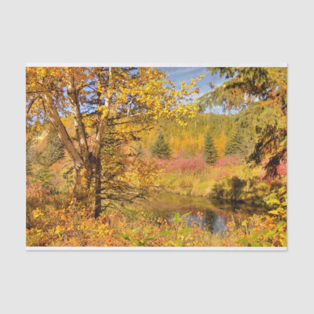 Herbst-Birken-Baum Seidenpapier (Vorderseite)