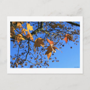 Herbst, Blätter, Ahorn, blauer Himmel, BC, Kanada, Postkarte