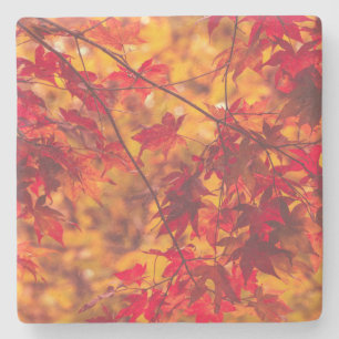 Herbst-Blätter-Fall-Farbnatur Steinuntersetzer
