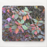 Herbst-Blätter Herbst Blätter Naturbaum Fotografie