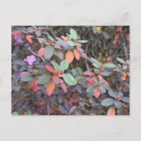 Herbst-Blätter Herbst Blätter Naturbaum Fotografie
