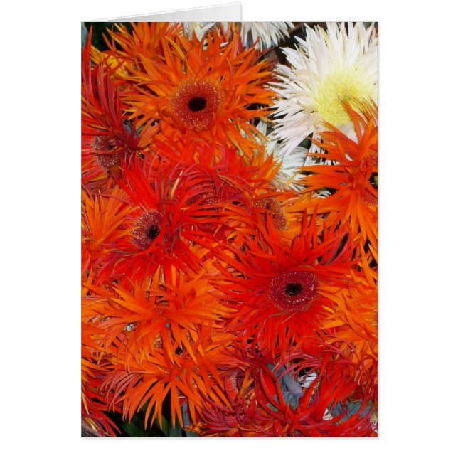 HERBST-BLÜTE (Vorne)