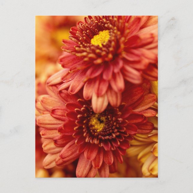 Herbst-Chrysantheme-Blumen - Rot und Gold Postkarte (Vorderseite)