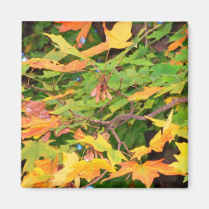 Herbst-Eichenlaub-Magnet Magnet