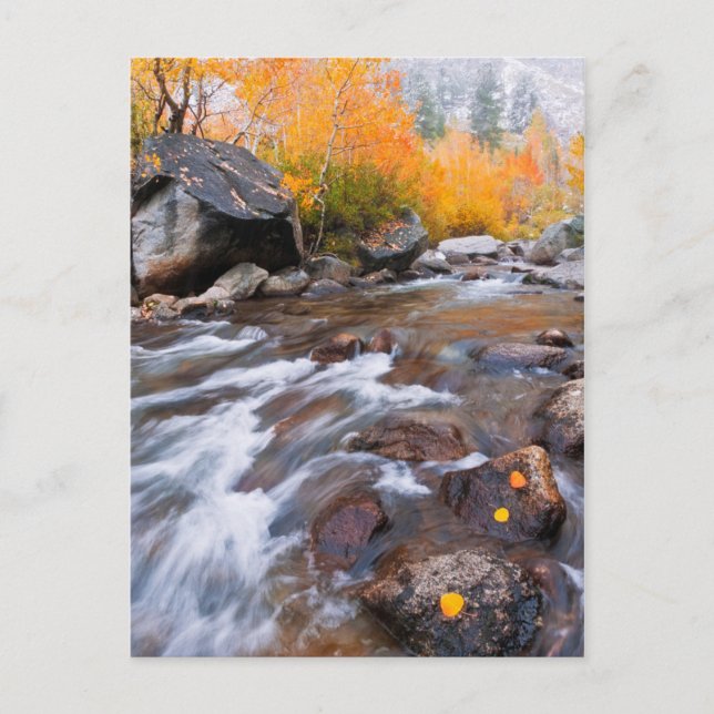 Herbst entlang Bischof Creek, CA Postkarte (Vorderseite)