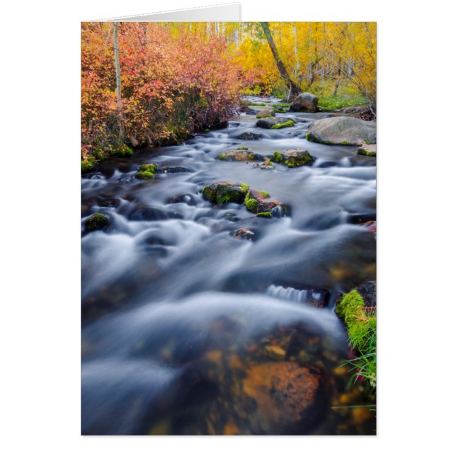 Herbst entlang Lundy Creek, Kalifornien (Vorne)
