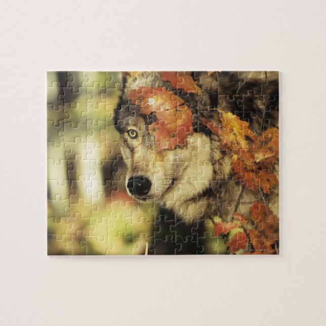 Herbst-Farbe des Wolf-(Canis Lupus) | Puzzle (Horizontal)