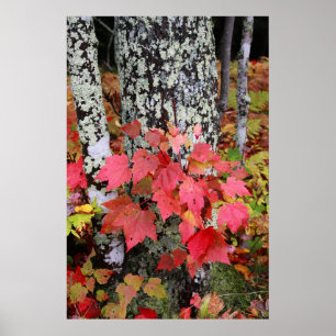 Herbst-Farben Poster