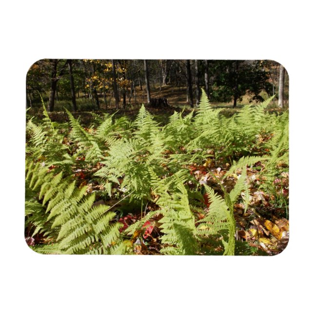 Herbst Ferns Magnet (Horizontal)