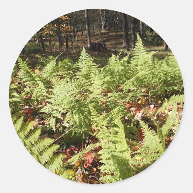 Herbst Ferns Runder Aufkleber (Vorderseite)