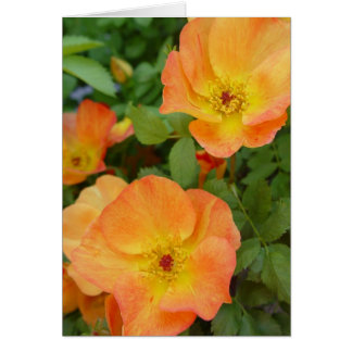 Herbst-Flammen-Rosen-Karte