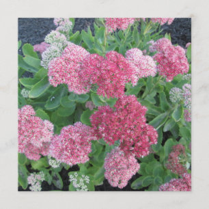 Herbst-Freude Sedum blühender Einladung