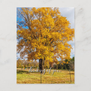 Herbst Gelb Zucker-Ahorn Denk An Dich Postkarte