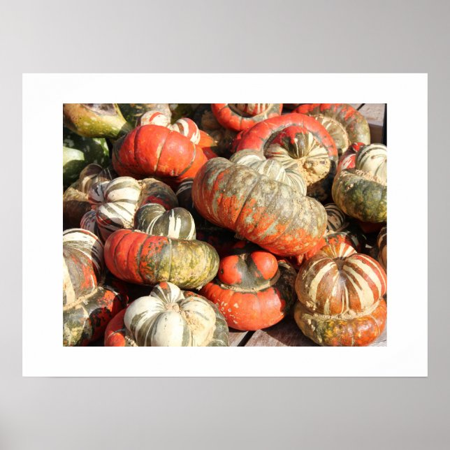 Herbst Gourds Poster (Vorne)