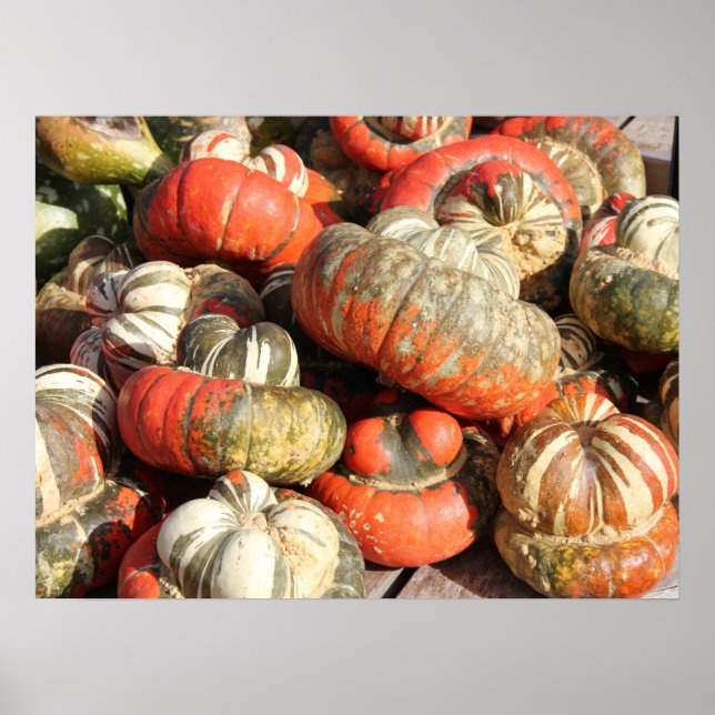 Herbst Gourds Poster (Vorne)