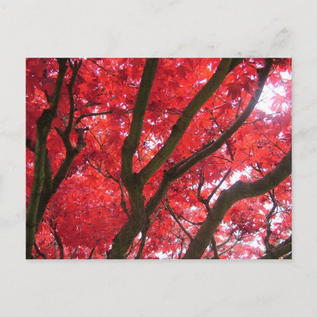 Herbst, Herbst, Blätter Postkarte (Vorderseite)
