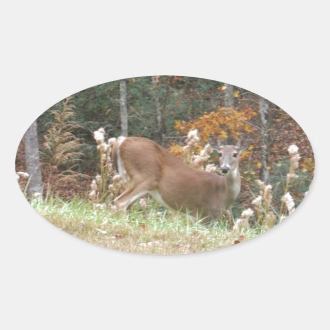 Herbst Hirsche im Arrowhad GA Ovaler Aufkleber (Vorderseite)