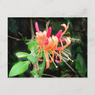 Herbst Honeysuckle ~ Postkarte