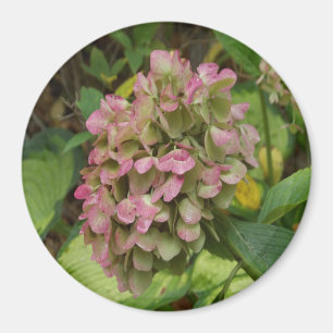 Herbst-Hortensienblüte mit goldenen Hosta-Blättern Magnet