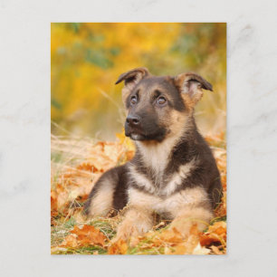 Herbst Hundewelpe Postkarte