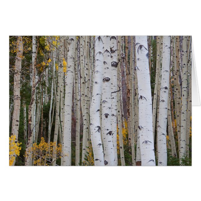 Herbst im Aspen (Vorderseite (Horizontal))
