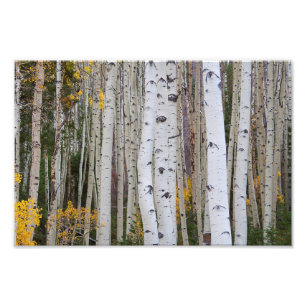 Herbst im Aspen Fotodruck
