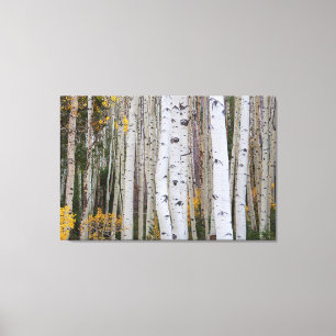 Herbst im Aspen Leinwanddruck